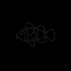 Tatouages Petit | Tatouages Petit^PAUL HEWITT Clownfish Tattoo